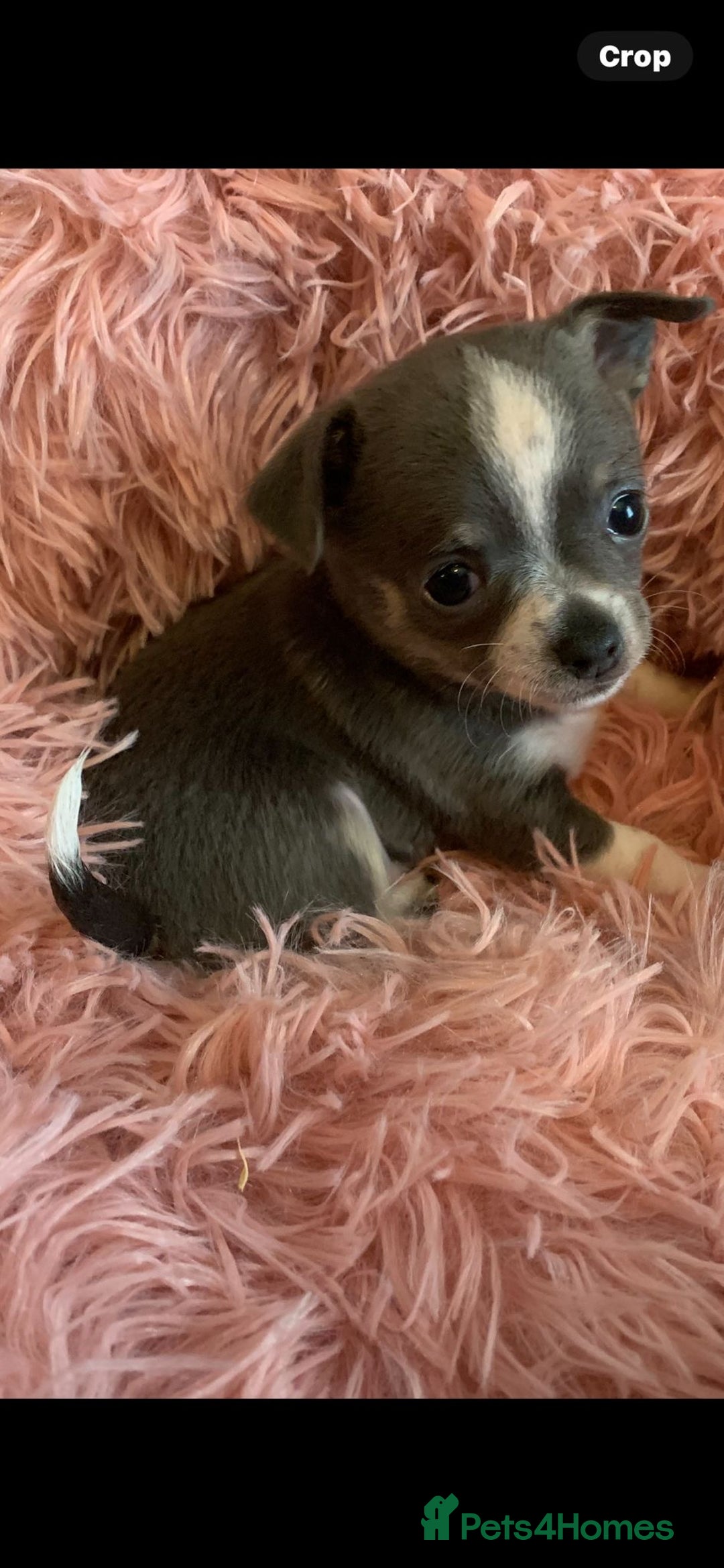 Chihuahua dogs for sale: Beautiful black & blue tri chihuahua puppies  - Advert 12