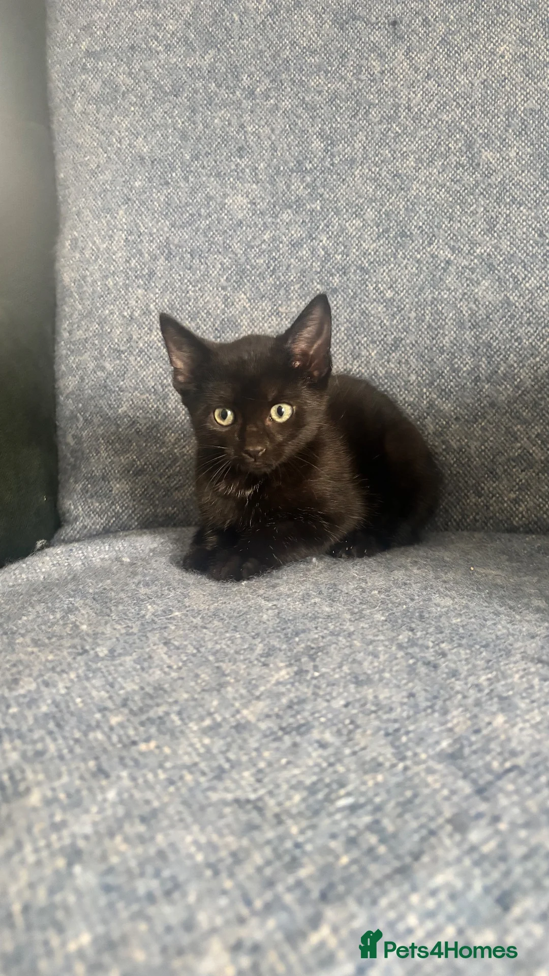 Mixed Breed cats for sale: Beautiful black female kitten🩷 - Advert 12