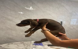 Dobermann dogs for sale: READY TO LEAVE NOW 12 stunning Doberman puppies - Image 7