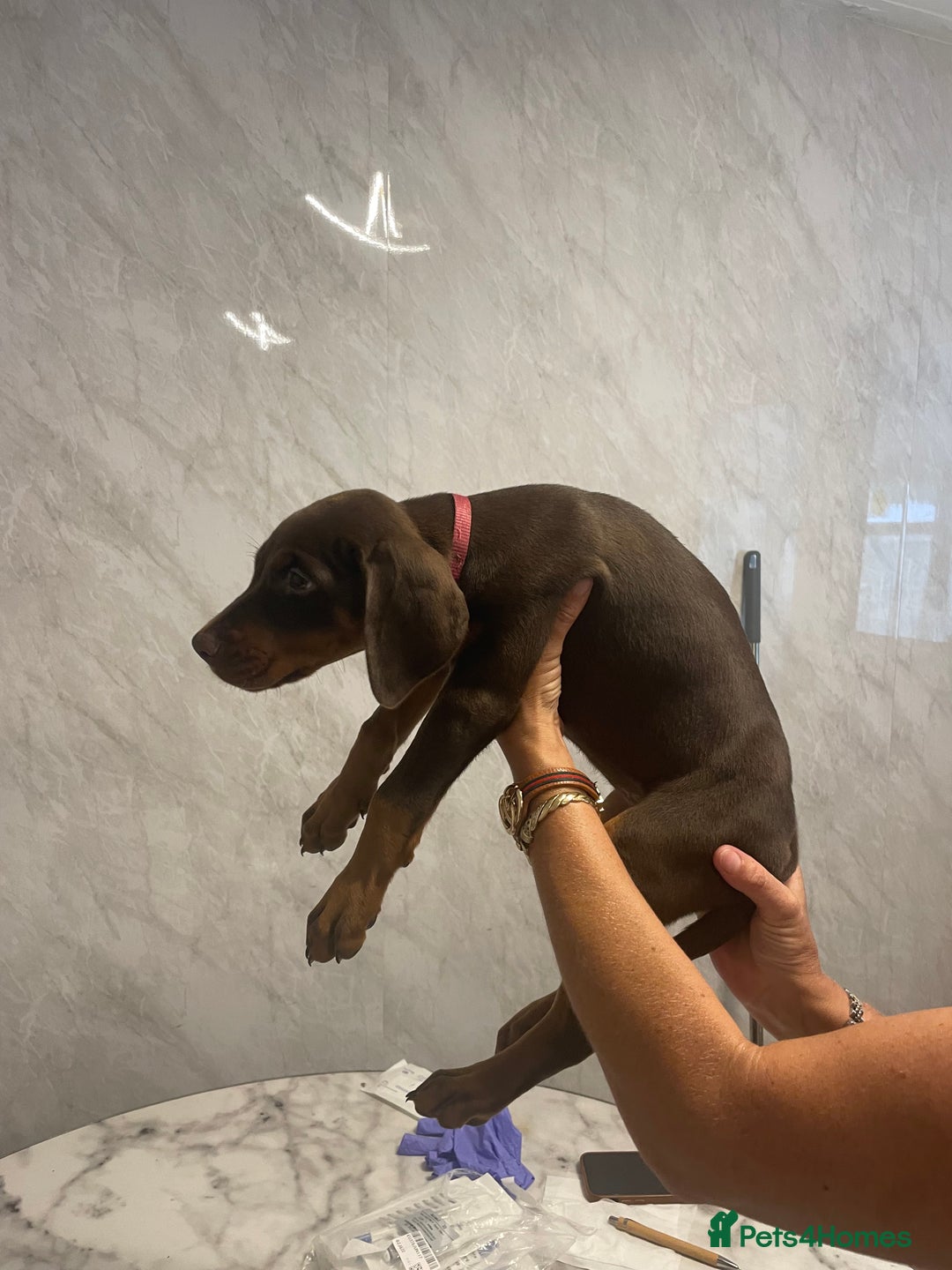 Dobermann dogs for sale: READY TO LEAVE NOW 12 stunning Doberman puppies - Image 7