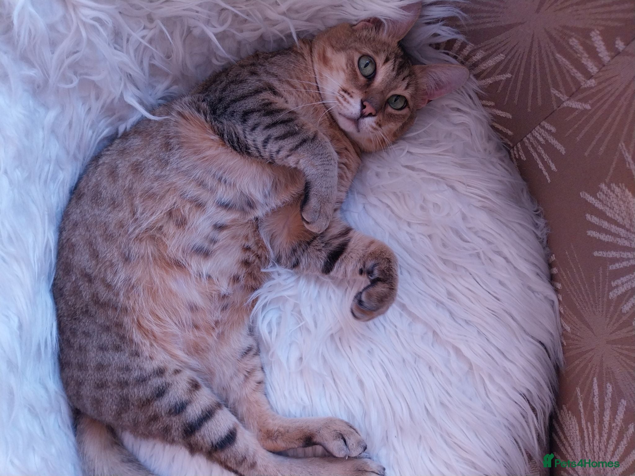 Savannah cats Archie  - Advert 5