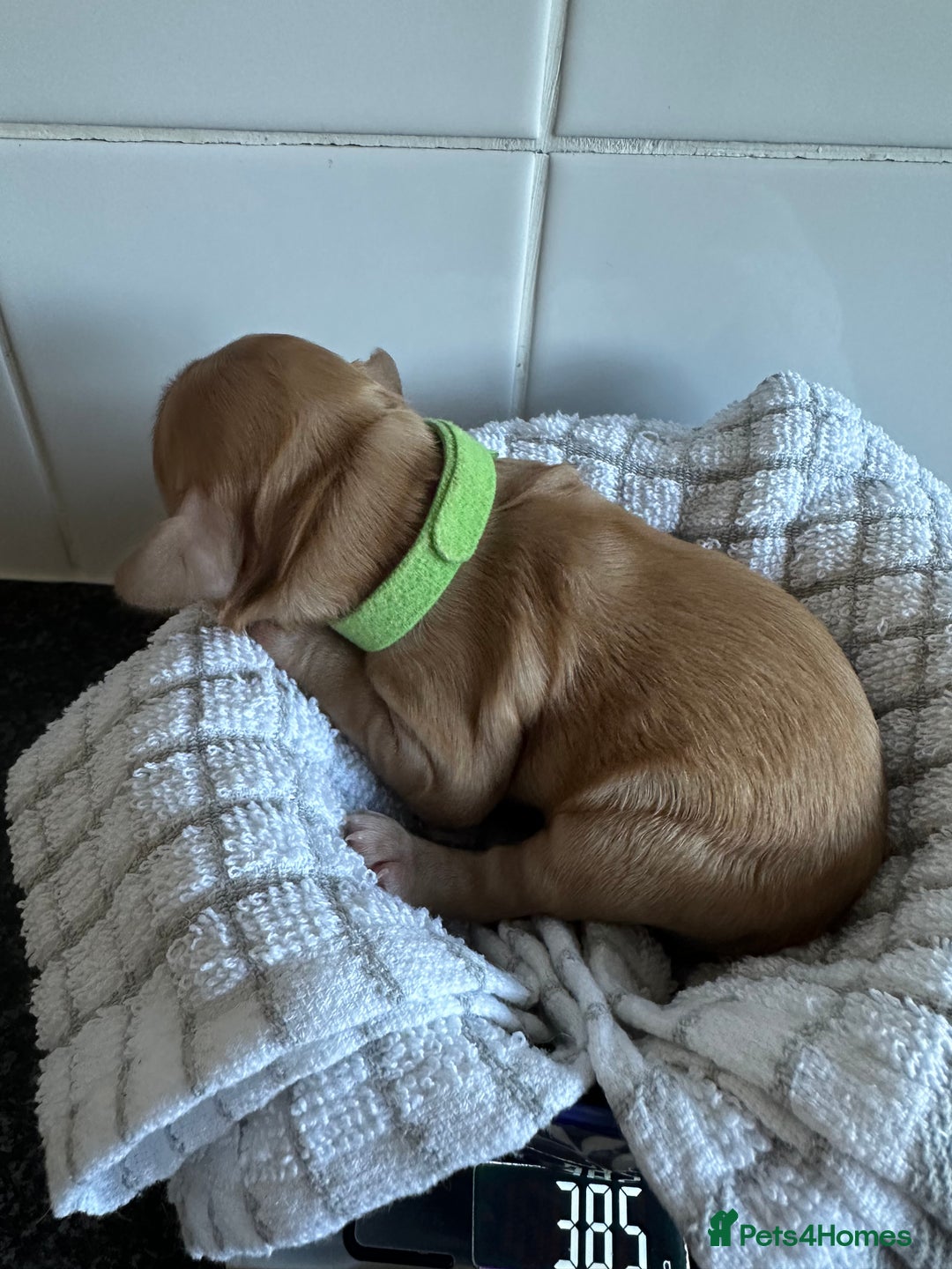 Cockapoo dogs for sale: Red & Apricot Cockapoo puppies  - Advert 10