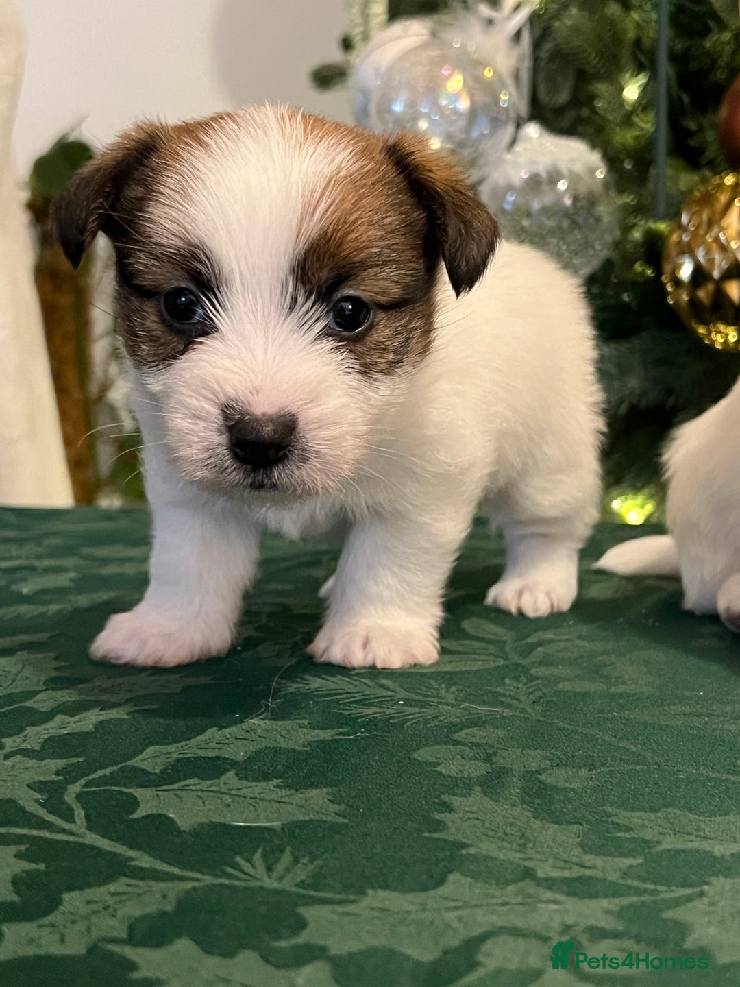Jack Russell dogs for sale: KC registered  rough coated Jack Russell pups - Advert 10