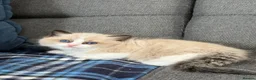 Ragdoll cats for sale: Beautiful Ragdoll kittens TICA registered  in Coventry - Advert 5