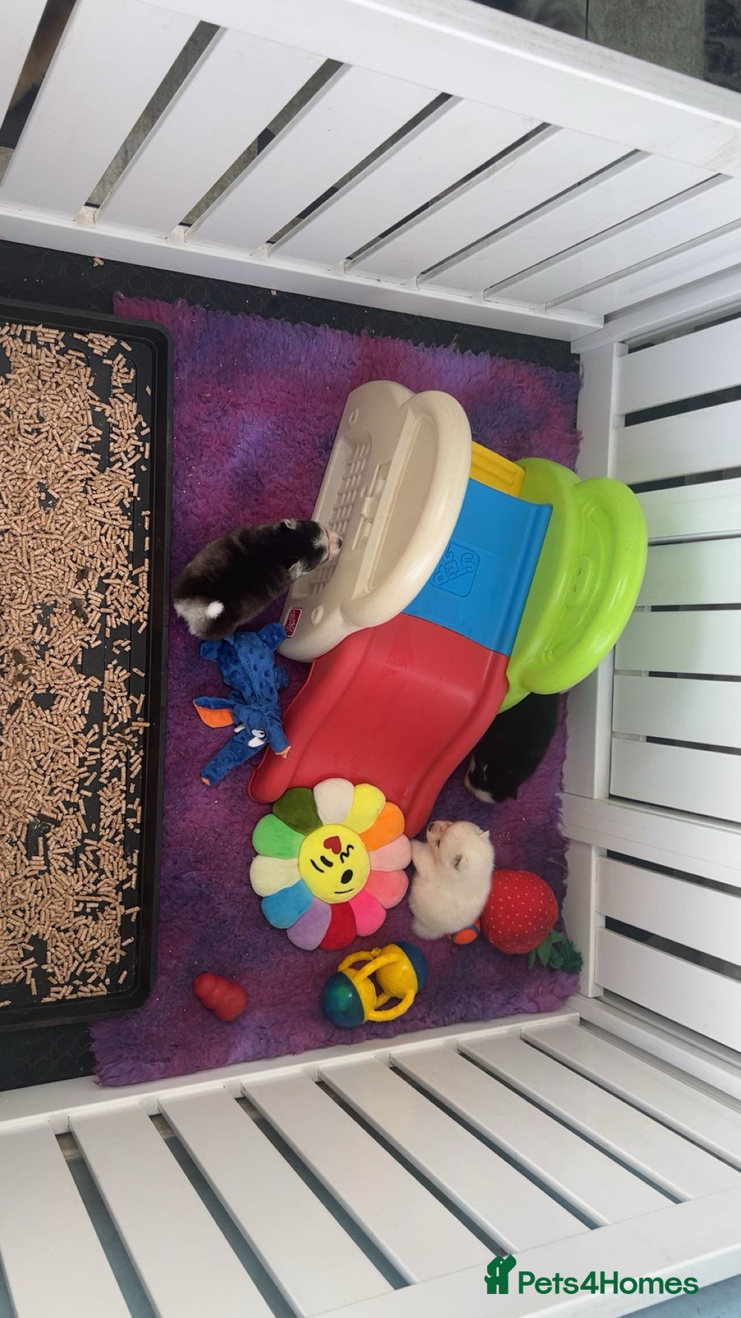 Pomsky dogs for sale: F4 Toy Pomsky Puppies - Advert 5