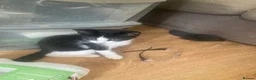 Domestic Shorthair cats for sale: 6 beautiful kittens is ready to go - Advert 9
