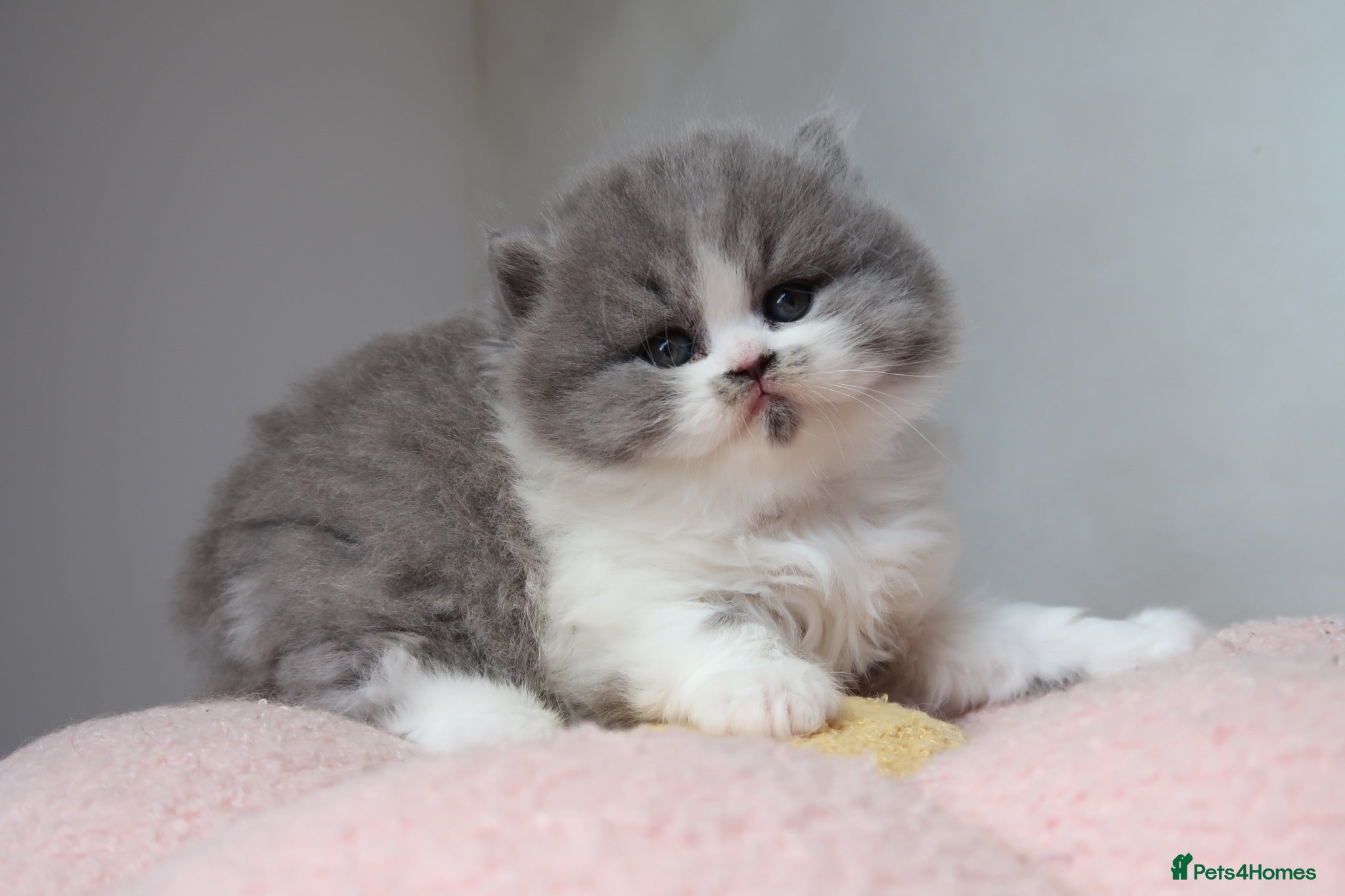 British Longhair cats PEDIGREE British Longhair kittens - Advert 11