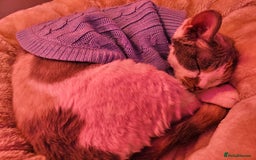 Devon Rex cats for sale: Super affectionate and friendly girl - Image 6