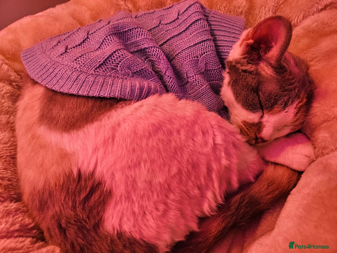 Devon Rex cats for sale: Super affectionate and friendly girl - Image 6