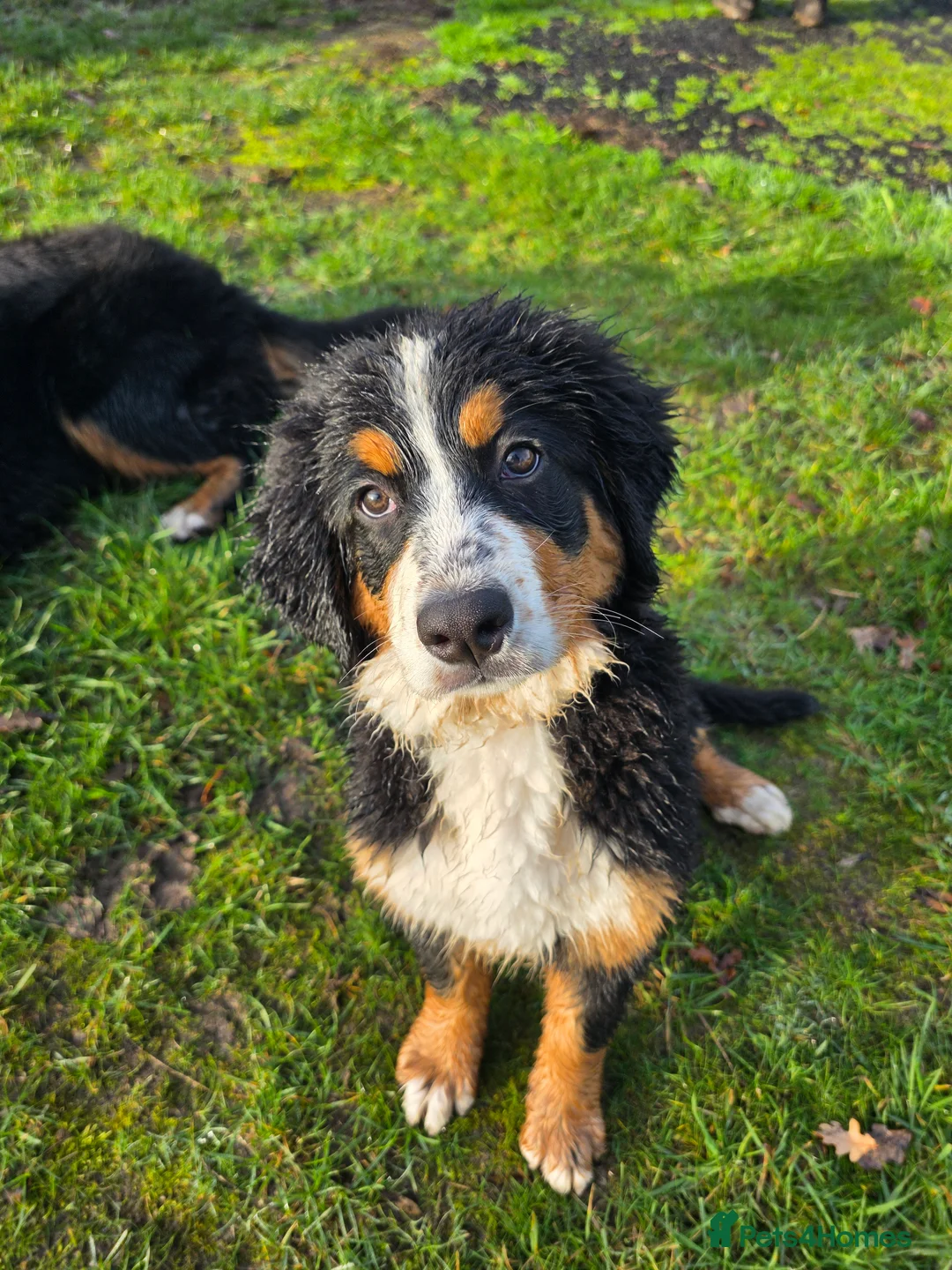 Bernese Mountain Dog dogs for sale: 16 week bernese female - Advert 4