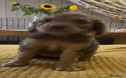 Cockapoo dogs for sale: Cockapoo puppies  - Image 11