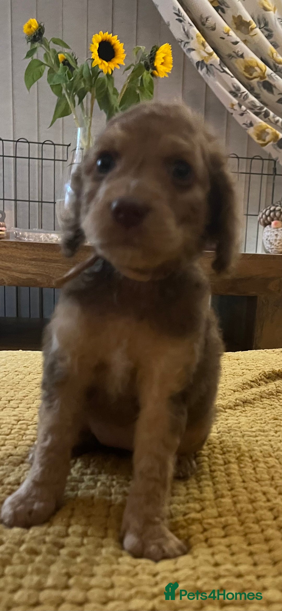 Cockapoo dogs for sale: Cockapoo puppies  - Image 11