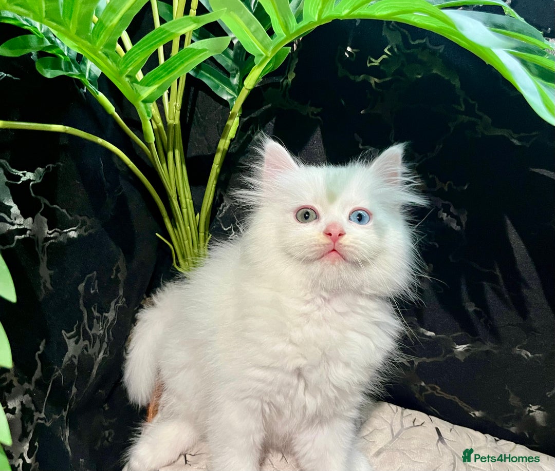 Ragdoll cats for sale: Ragdoll/Persian kittens - Advert 3