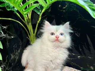 Ragdoll cats Ragdoll/Persian kittens - Advert 1