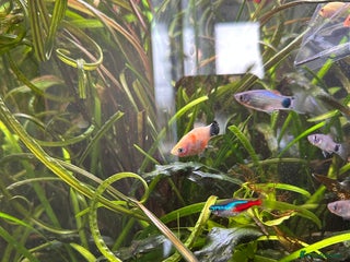 Platies fish - Advert 2