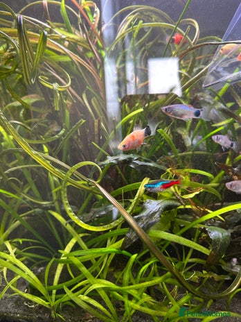 Platies fish - Advert 1
