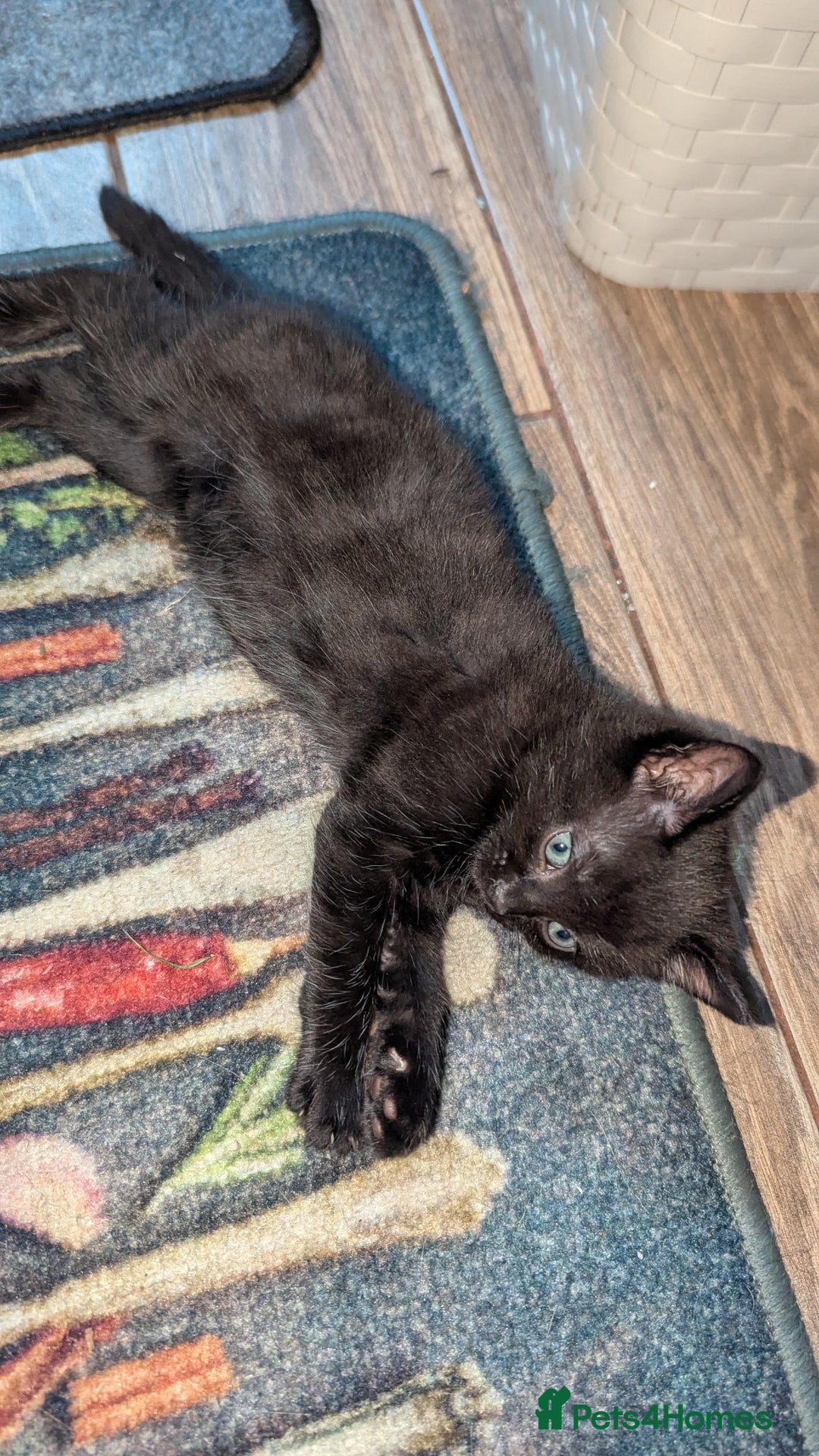 Mixed Breed cats for sale: Boy and girl for news home - Image 9