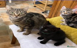 Mixed Breed cats for sale: 3 friendly black females ( 4 months )  - Image 8