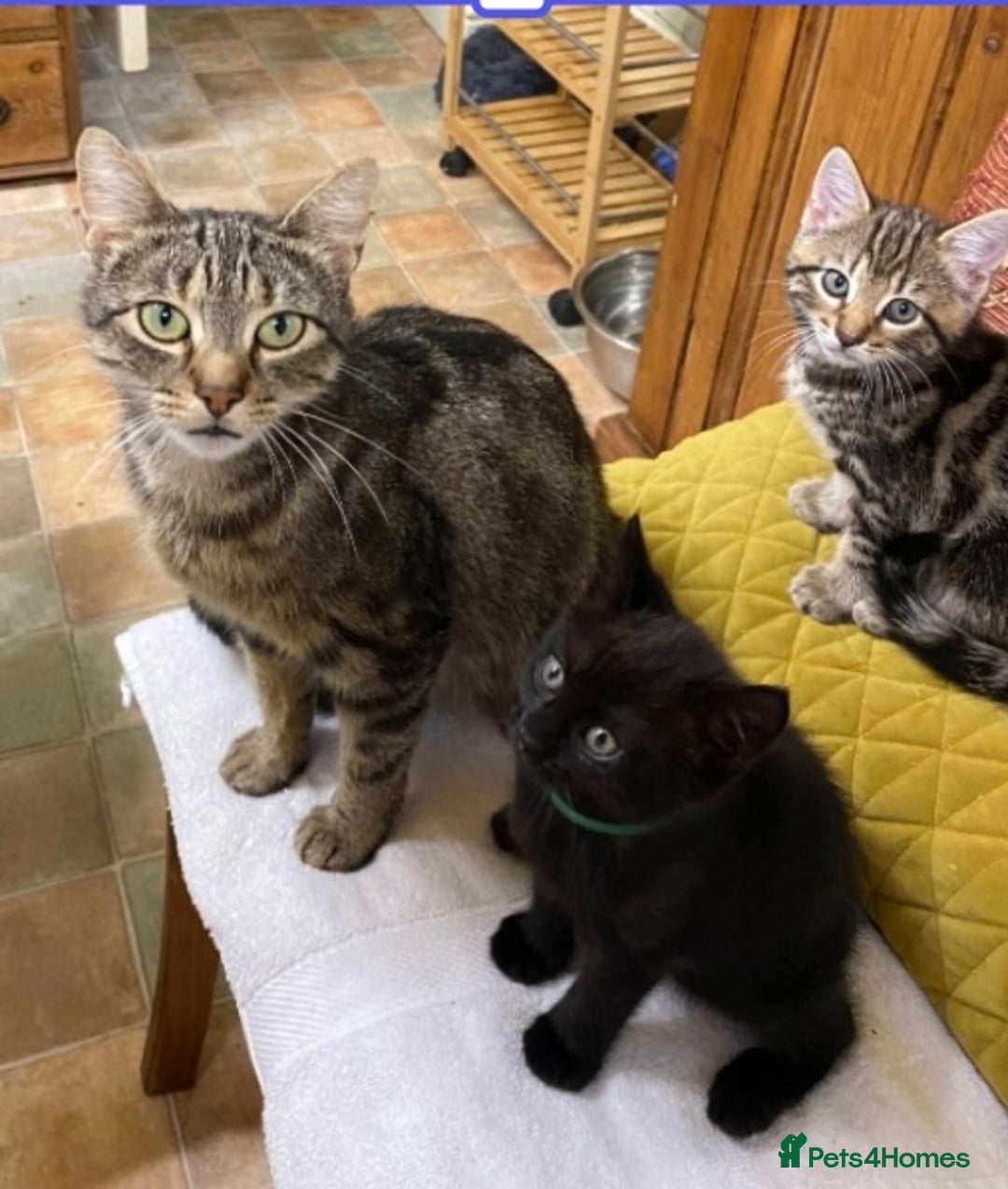 Mixed Breed cats for sale: 3 friendly black females ( 4 months )  - Image 8