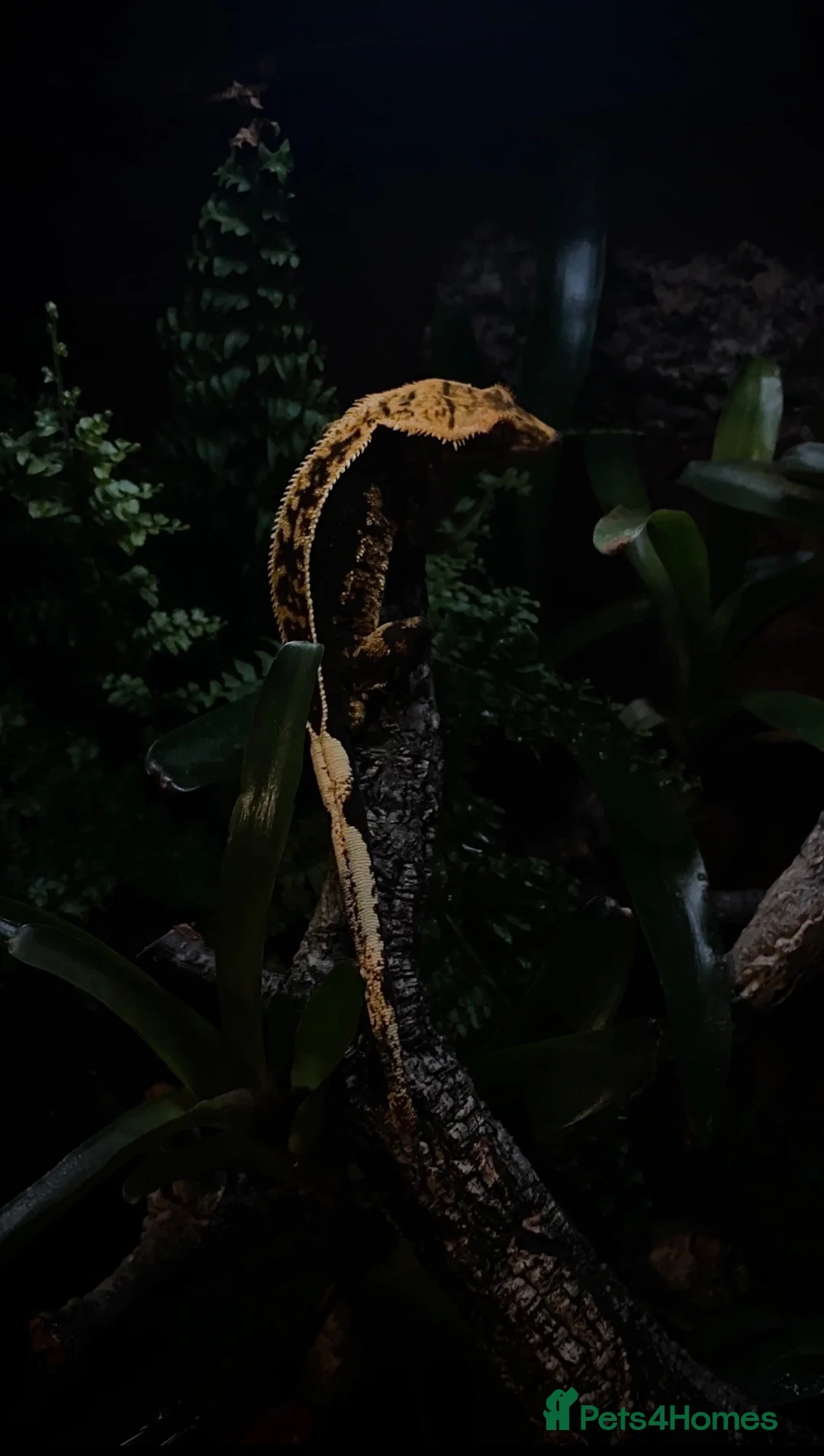 Gecko reptiles for sale: 3 stunning crested geckos from 3 months old in Nottingham - Advert 2