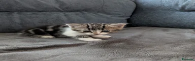 Mixed Breed Kitten 5