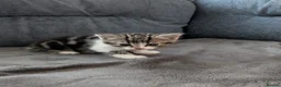 Mixed Breed cats for sale: Beautiful mix breed kittens - Advert 11