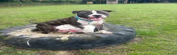 Mixed Breed dogs for sale: Mixed breed male  in Bicester - Advert 6