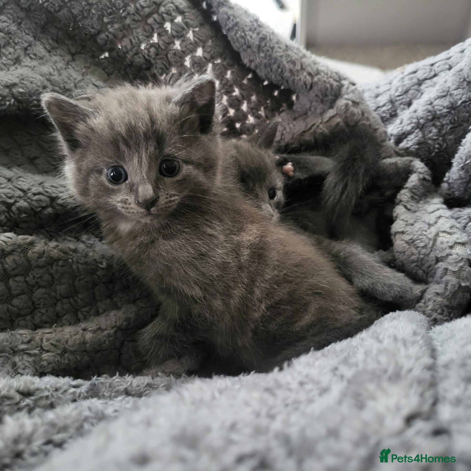 Mixed Breed cats 2 loving playful kittens look - Advert 1