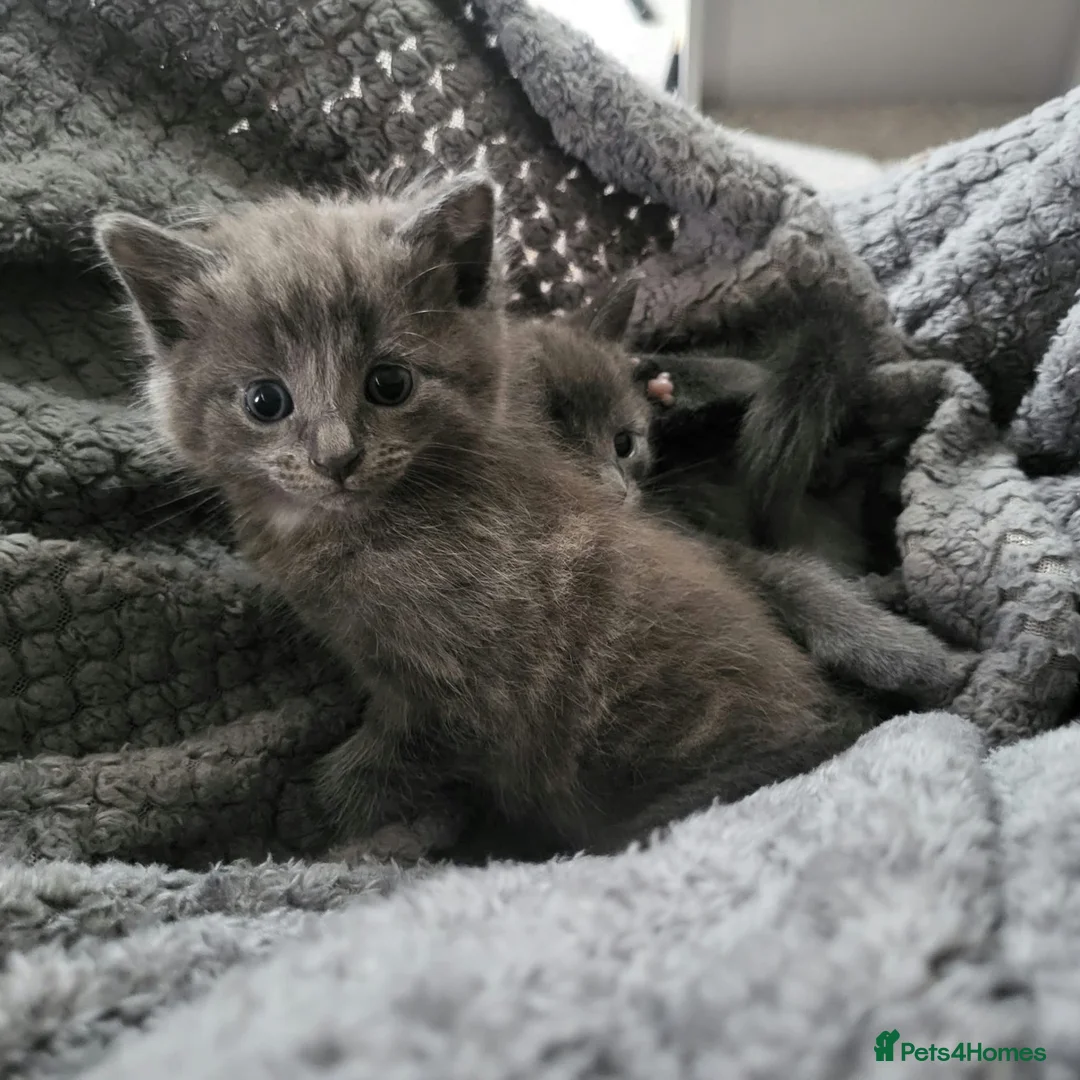 Mixed Breed cats for sale: 2 loving playful kittens look - Advert 1