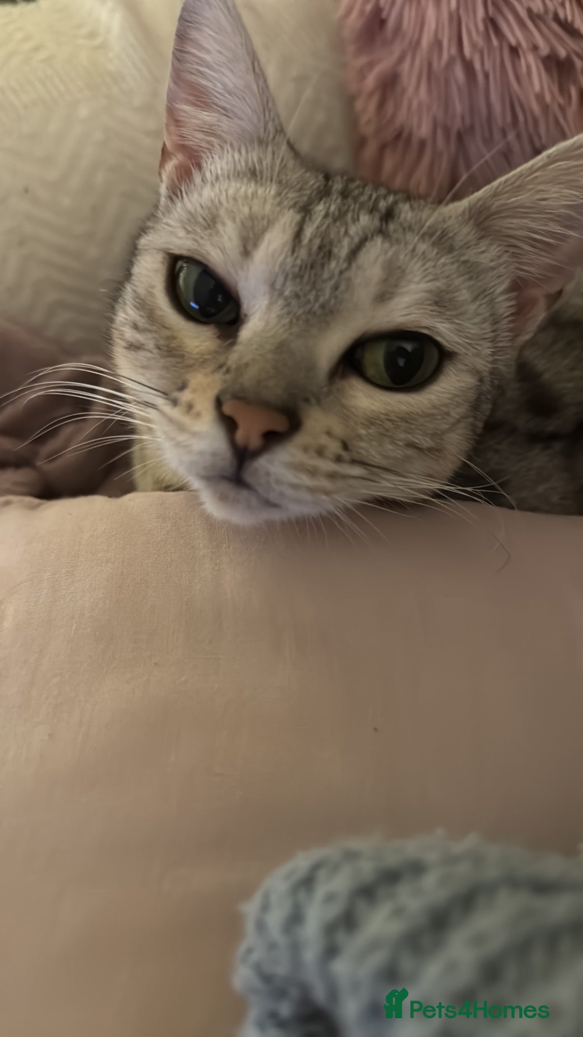 Egyptian Mau cats Beautiful Egyptian Mau Cat - Advert 5