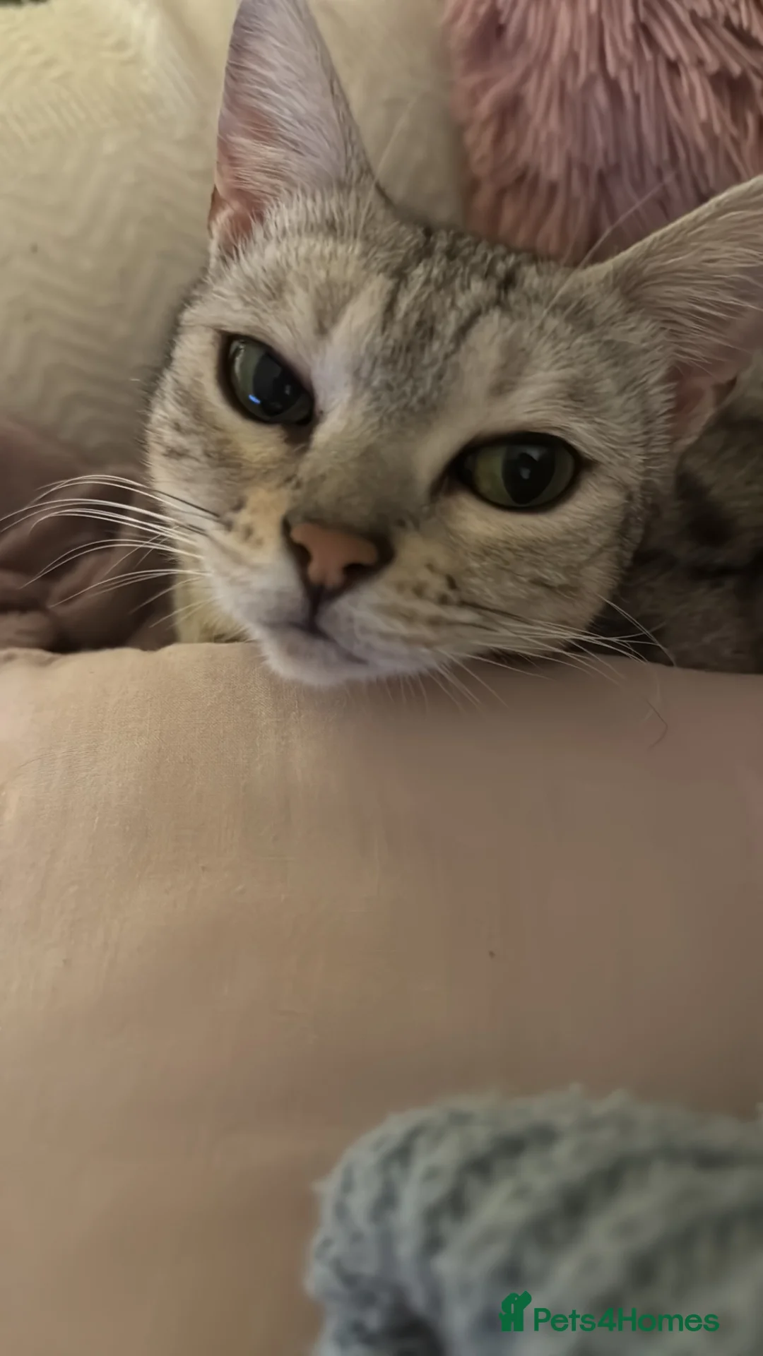 Egyptian Mau cats for sale: Beautiful Egyptian Mau Cat in South Croydon - Advert 1