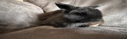 Mini Lop rabbits for sale: Beautiful Mini Lops Available to Reserve - Advert 14