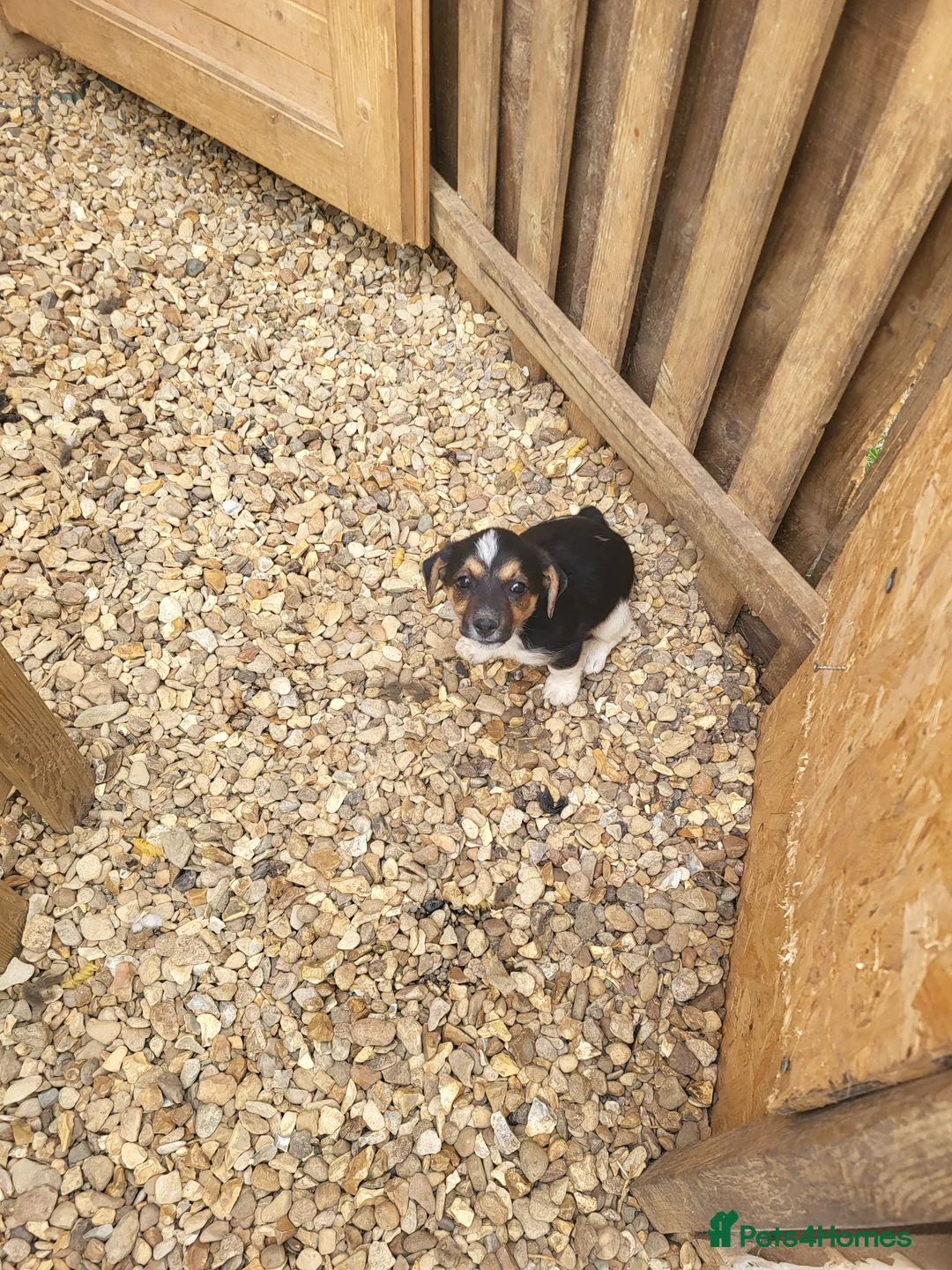 Jack Russell dogs for sale: Puppies for sale - Advert 2