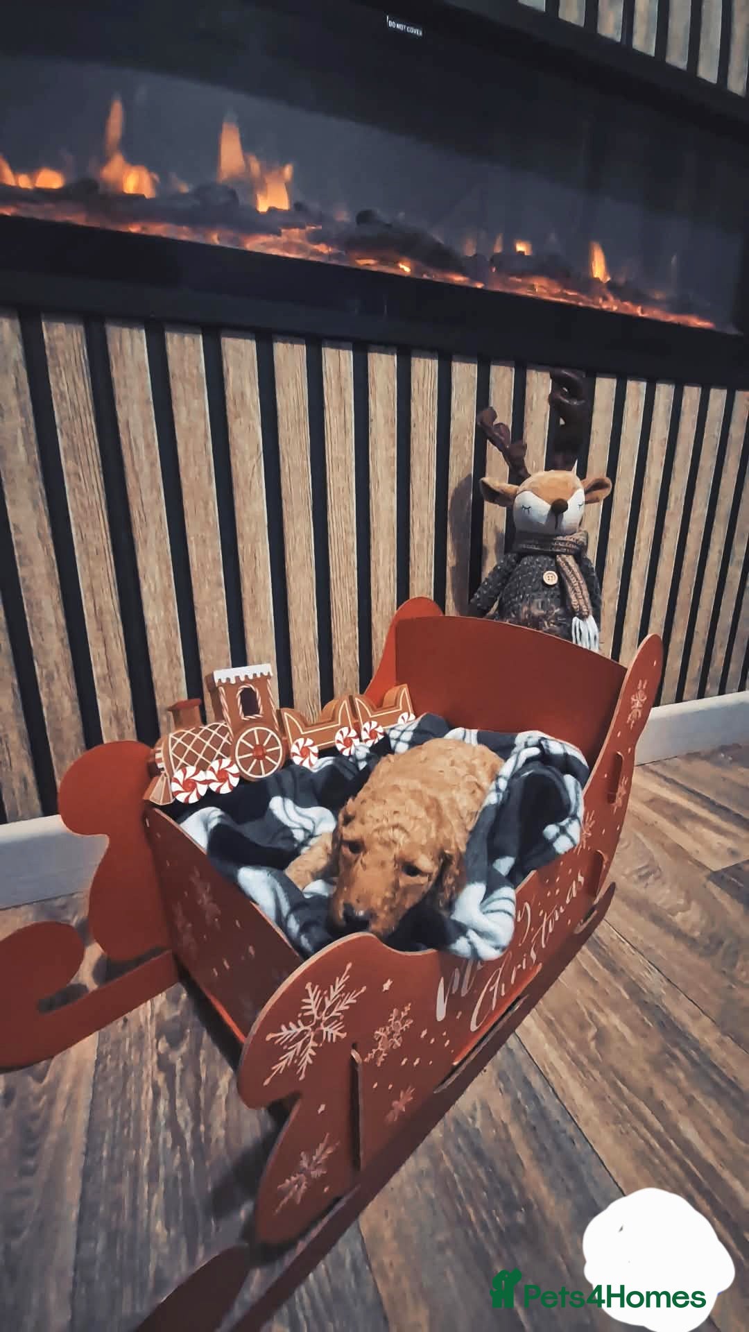 Labradoodle dogs for sale: Adorable Minuature labradoodle puppies - Image 2