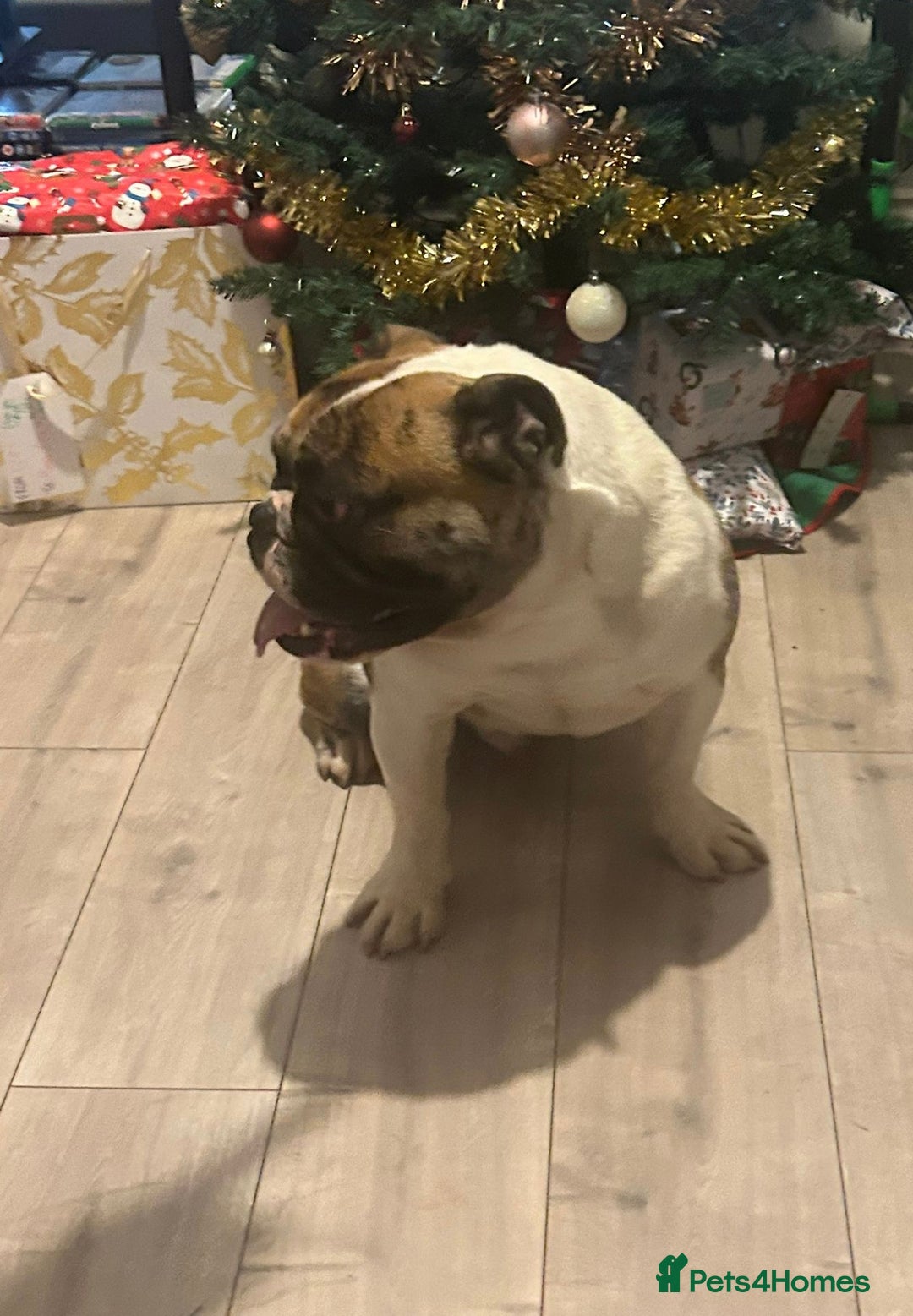 Olde English Bulldogge dogs for stud: Círoc open for stud in Wolverhampton - Advert 4