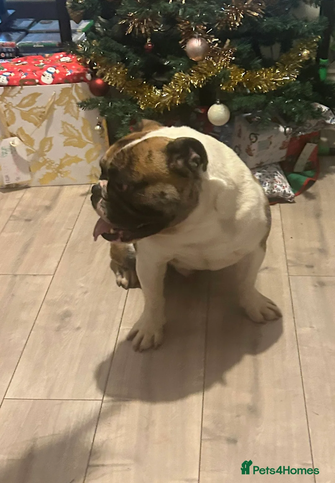 Olde English Bulldogge dogs for stud: Círoc open for stud in Wolverhampton - Advert 4