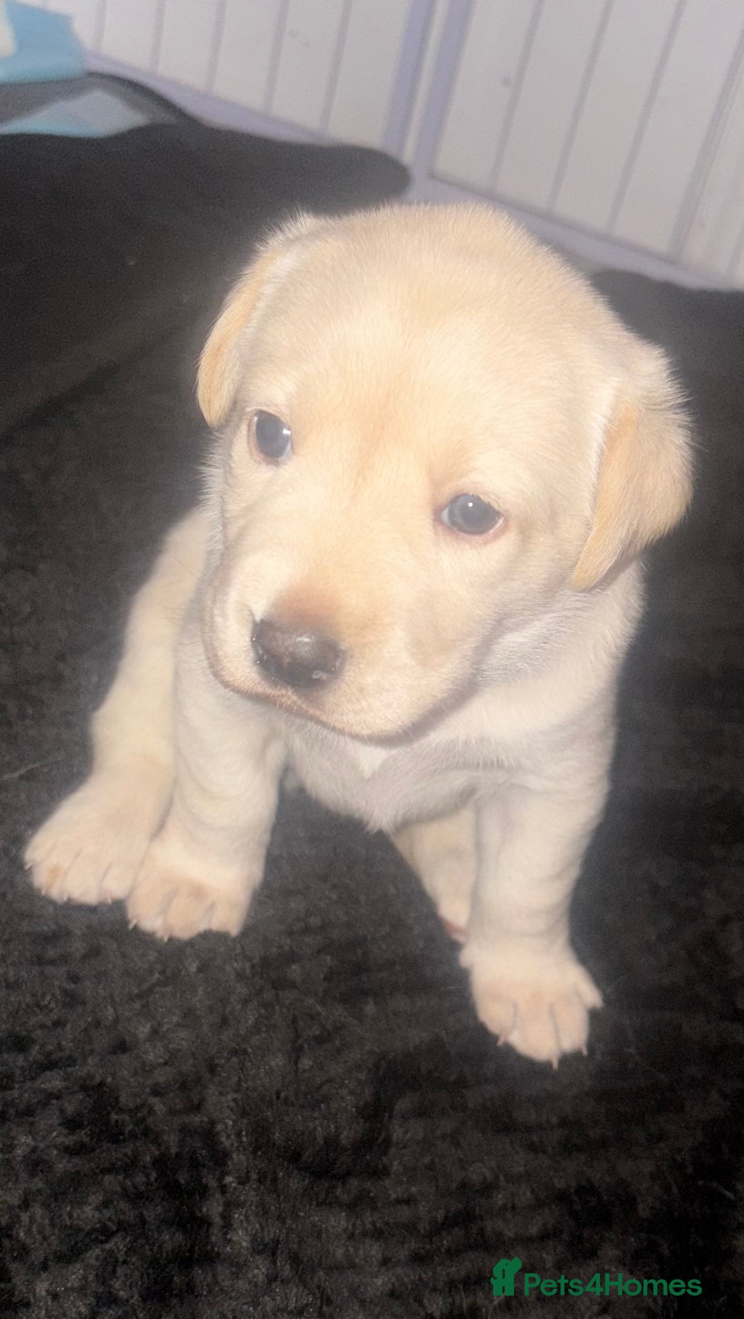 Labrador Retriever dogs for sale: Labrador puppies - 1 girl left!   - Advert 6