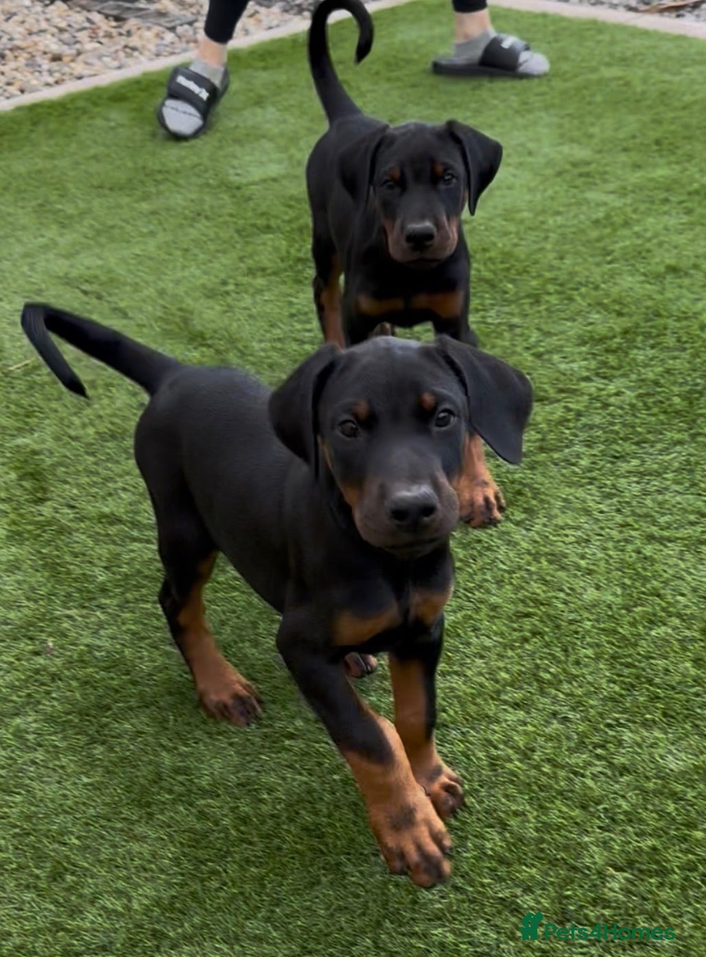 Dobermann dogs Health tested parents, Doberman puppies available. - Advert 4