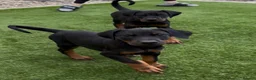 Dobermann dogs for sale: Health tested parents, Doberman puppies available. - Advert 1