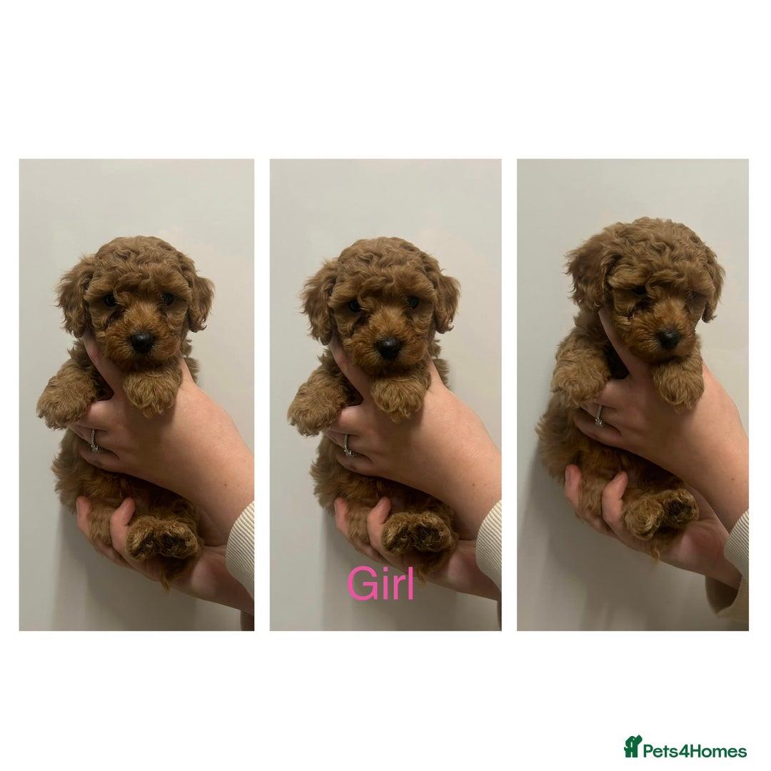 Maltipoo dogs for sale: Toy Maltipoo Puppies - Advert 11