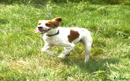 Brittany Spaniel dogs for adoption: Danny is a lovely  boy looking for the best home  - Image 3