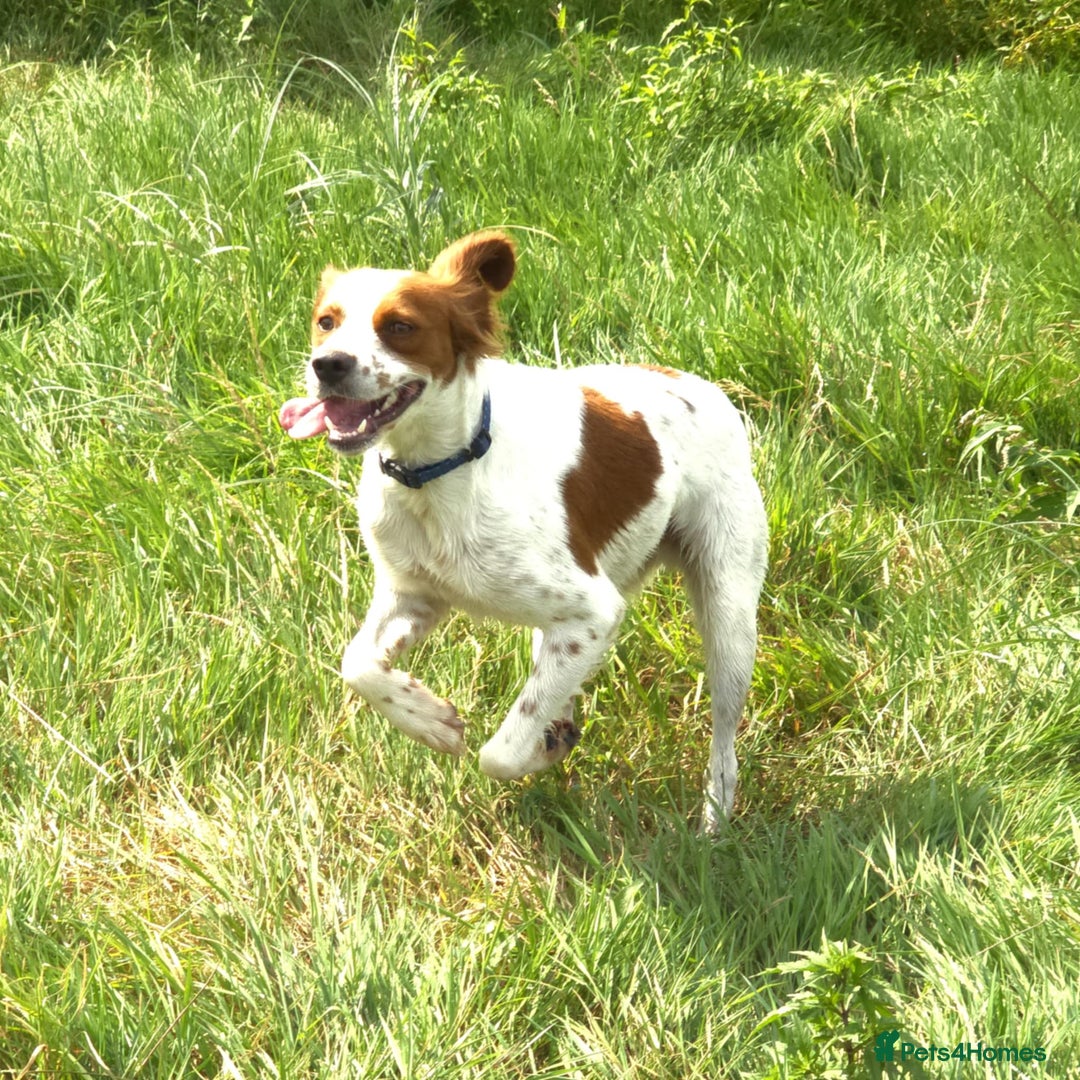 Brittany Spaniel dogs for adoption: Danny is a lovely  boy looking for the best home  - Image 3