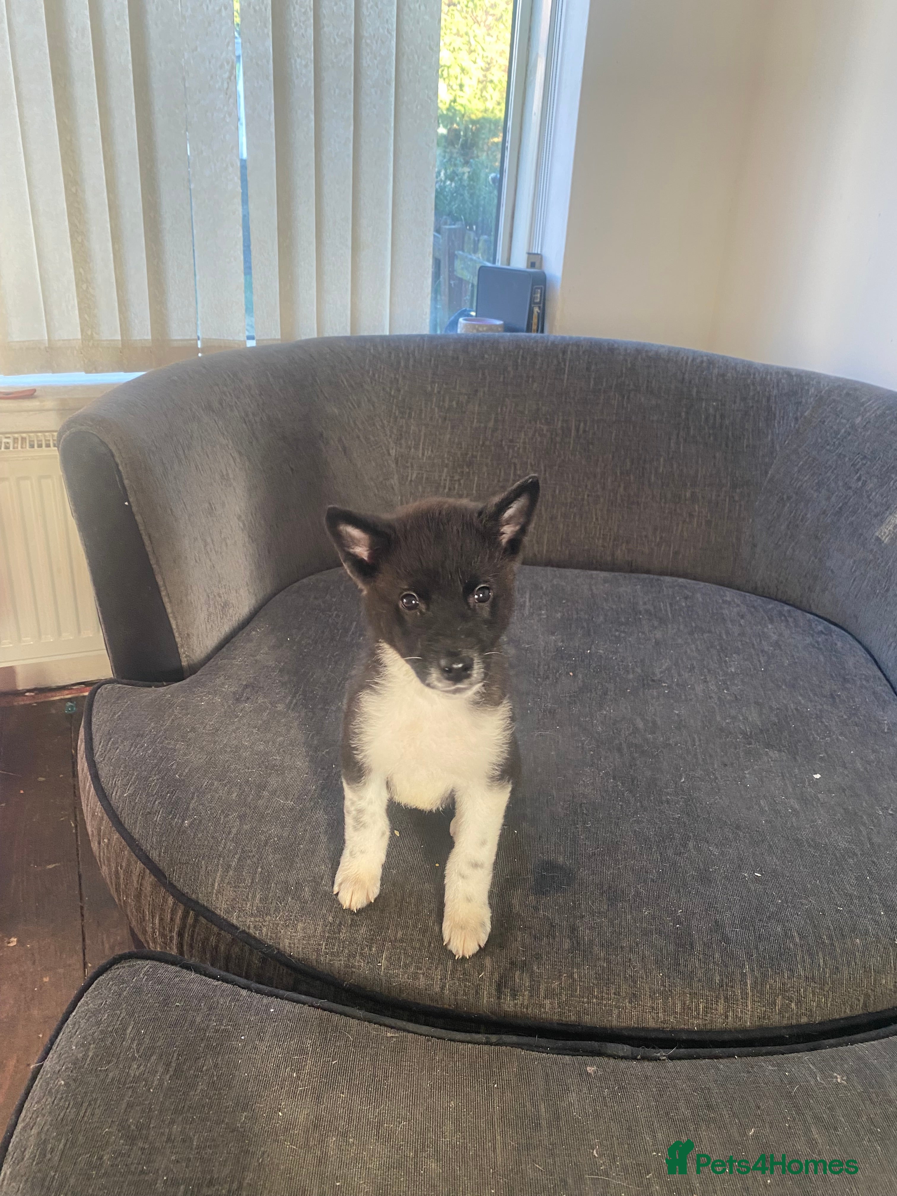 Akita dogs LAST GIRL *** Chunky American Akita puppies - Advert 5