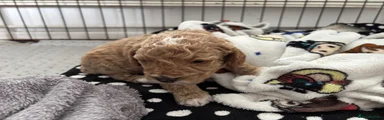 Mixed Breed Puppy 3