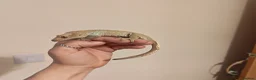 Gecko reptiles for sale: 4x Crested Geckos + Viv in Coalville - Advert 7