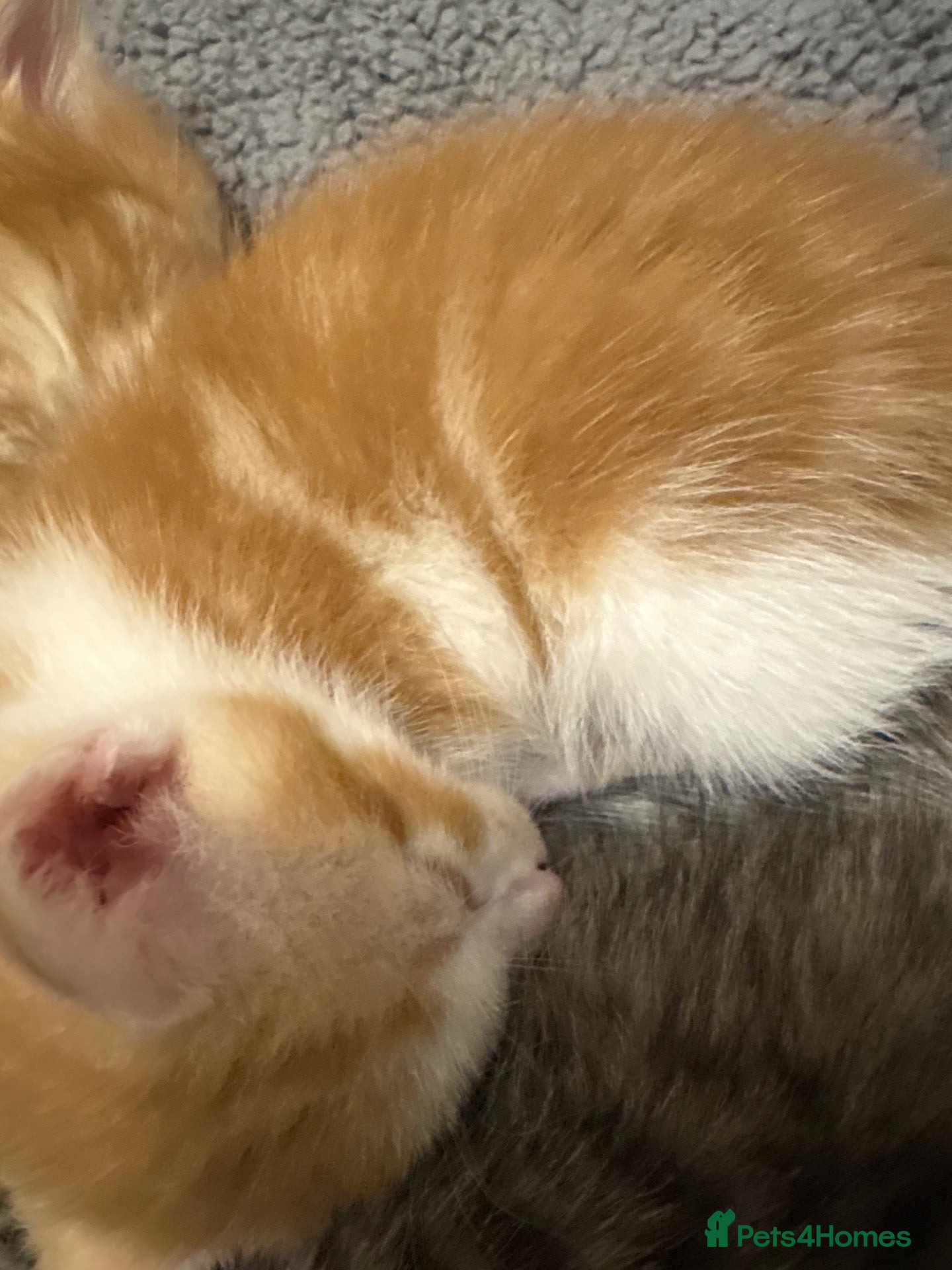 Mixed Breed cats for sale: Ginger and white kitten available  - Advert 3