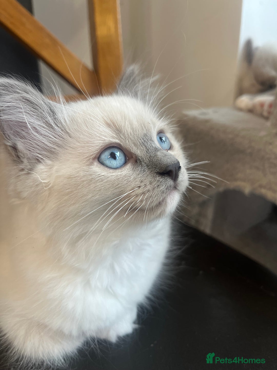Ragdoll cats for sale: 💙🏆 1 x Beautiful Blue Ragdoll Boy Remaining 💙🏆 in Colwyn Bay - Image 8
