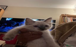 Ragdoll cats for sale: Last few Ragdoll Kittens—price reduced  - Image 22