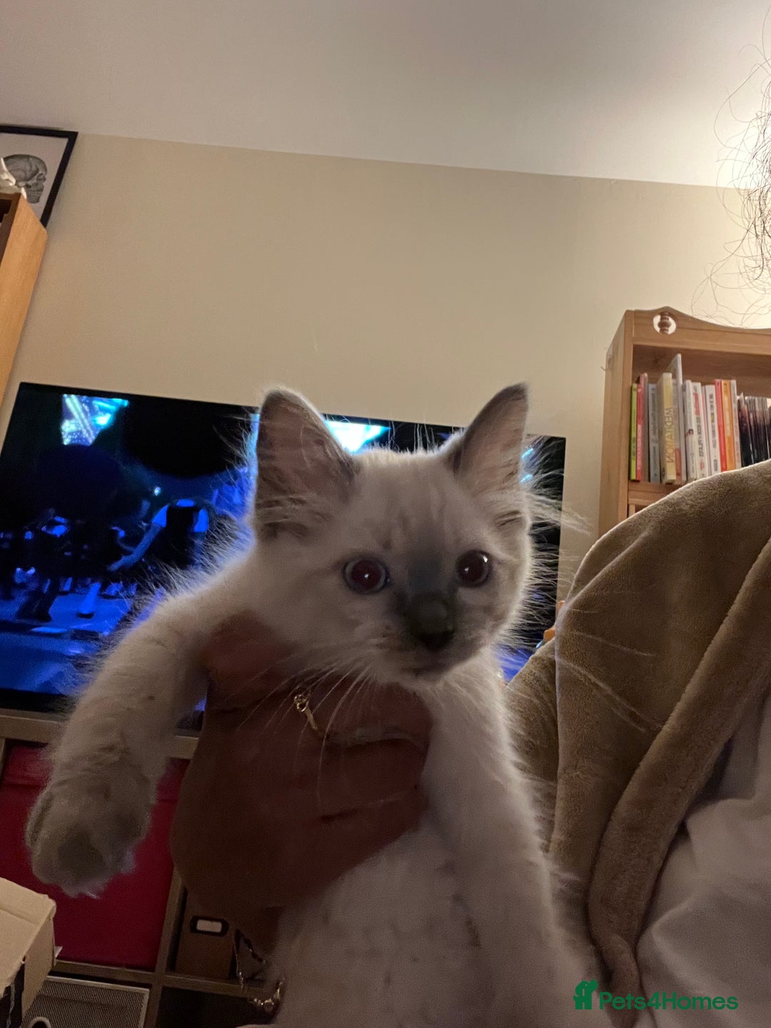 Ragdoll cats for sale: Last few Ragdoll Kittens—price reduced  - Image 22
