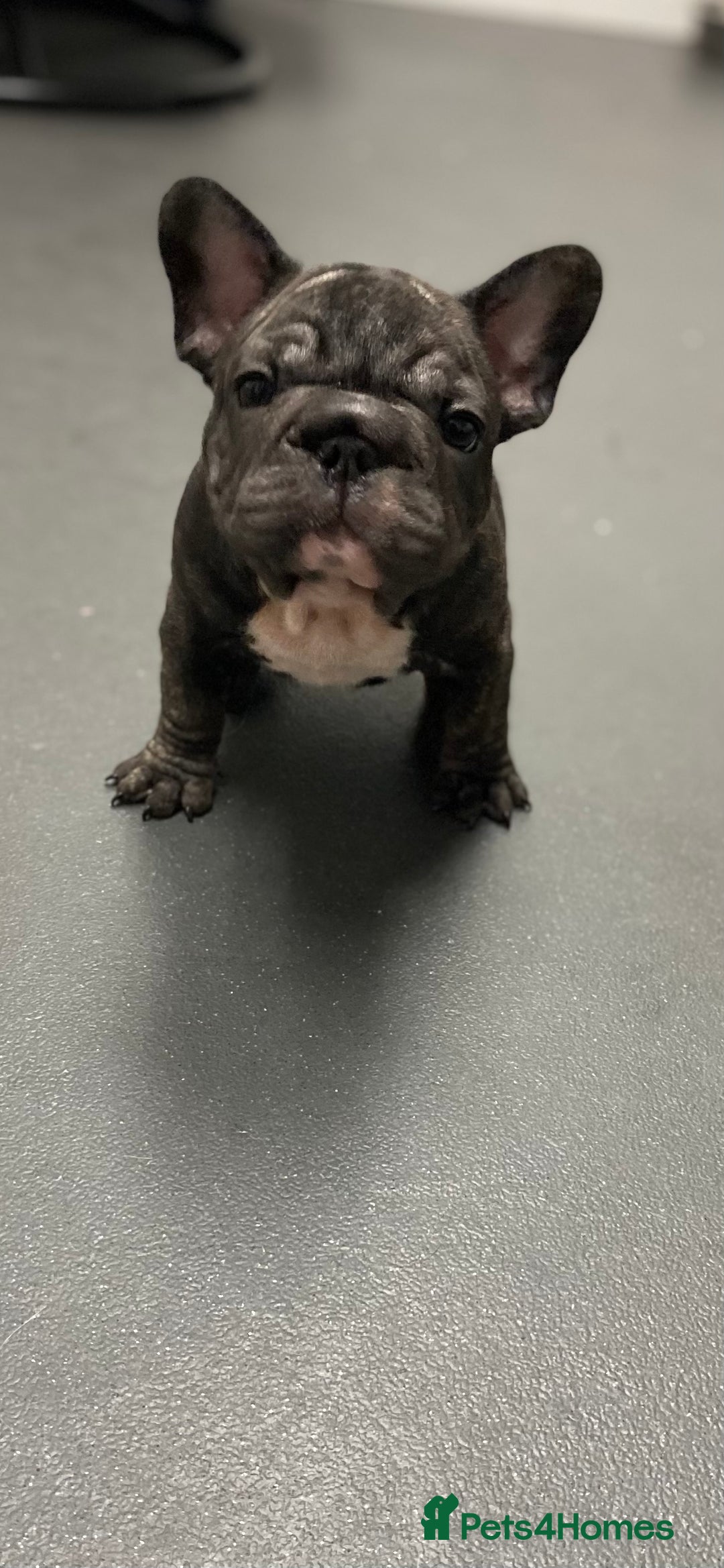 French Bulldog dogs for sale: 🐾 KC FRENCHIE PUPS 🐾 ready to leave last boy   - Advert 10